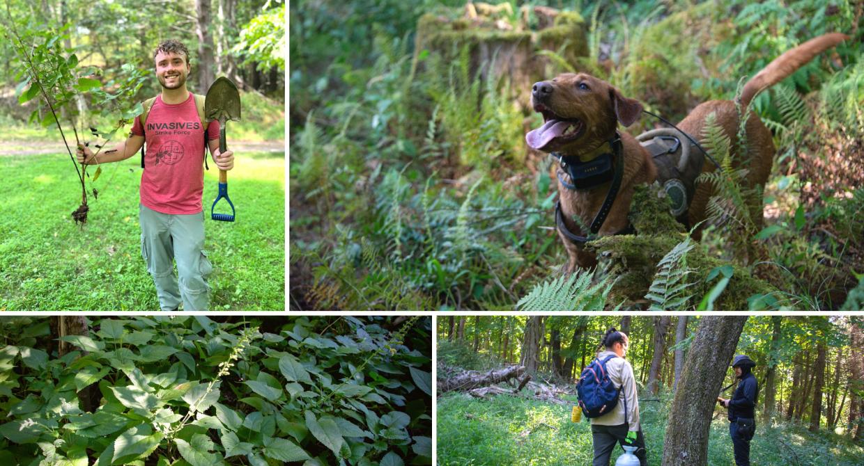 invasive-species-sticky-sage-appalachian-trail