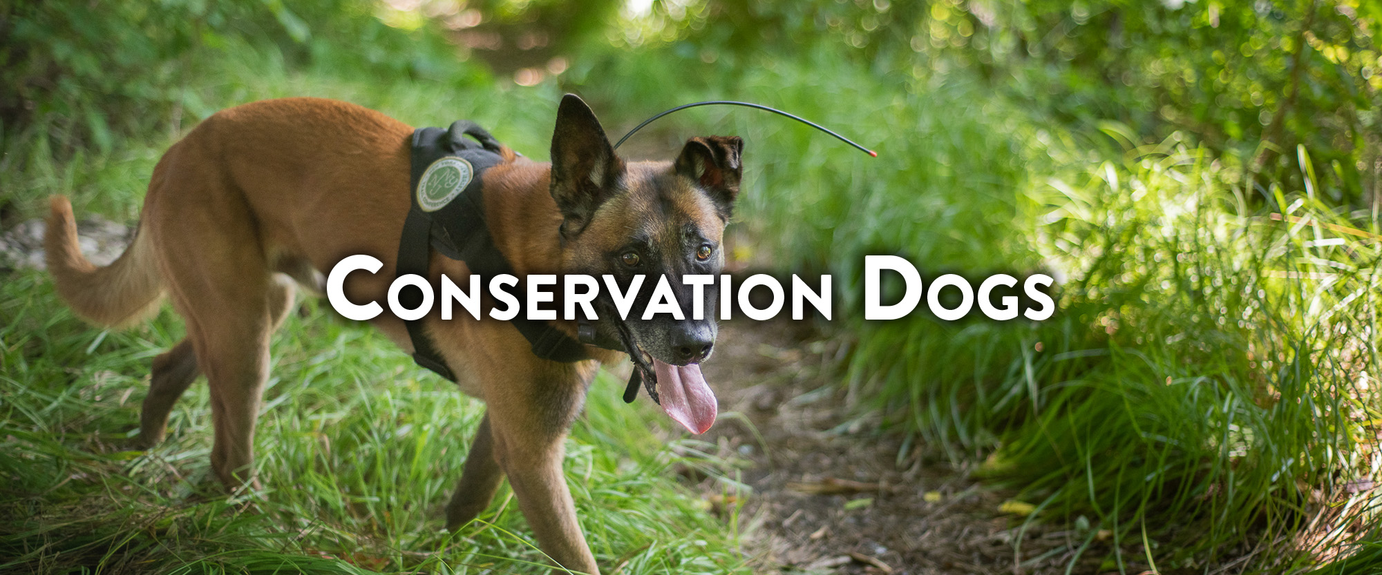 Conservation Dogs