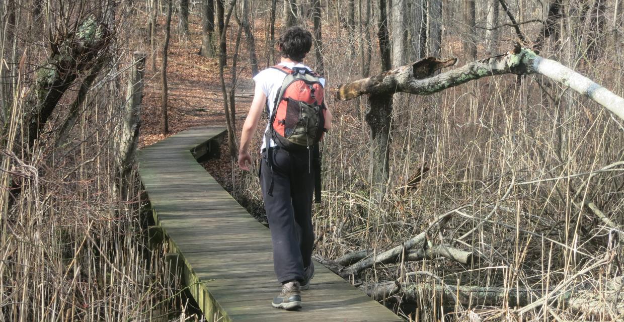 A hiker on the boardwalk on the west side of Stump Pond - Photo by Daniel Chazin