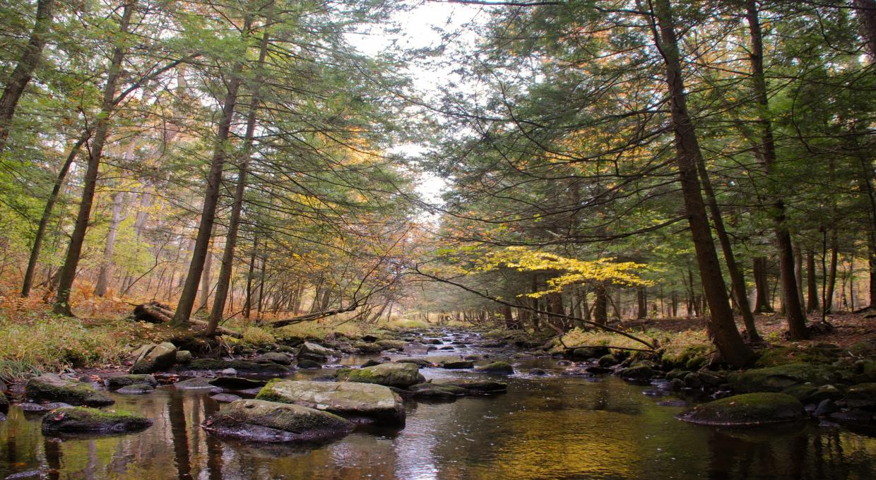 Big Flat Brook in Stokes State Forest - Photo Jeremy Apgar