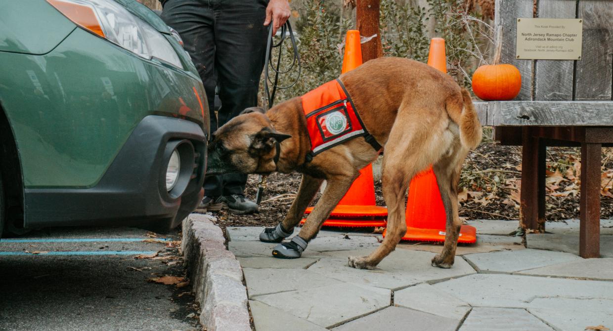 Conservation dogs spotted lanternfly car search. Photo by Arden Blumenthal.