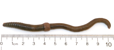 Lumbricus terrestris (earthworm)