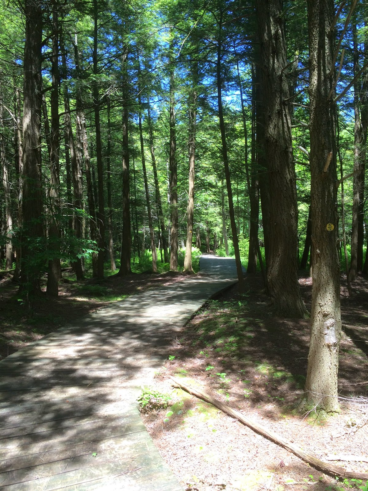 trail at Frick Pond in Catskills
